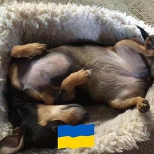 Meet your Posher, Deedre